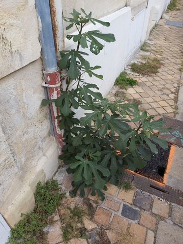 Herboriser à Bordeaux